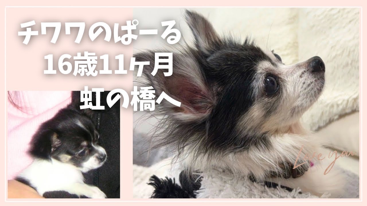 【ご報告】愛犬が虹の橋を渡りました🌈チワワのぱーる16歳11ヶ月永眠