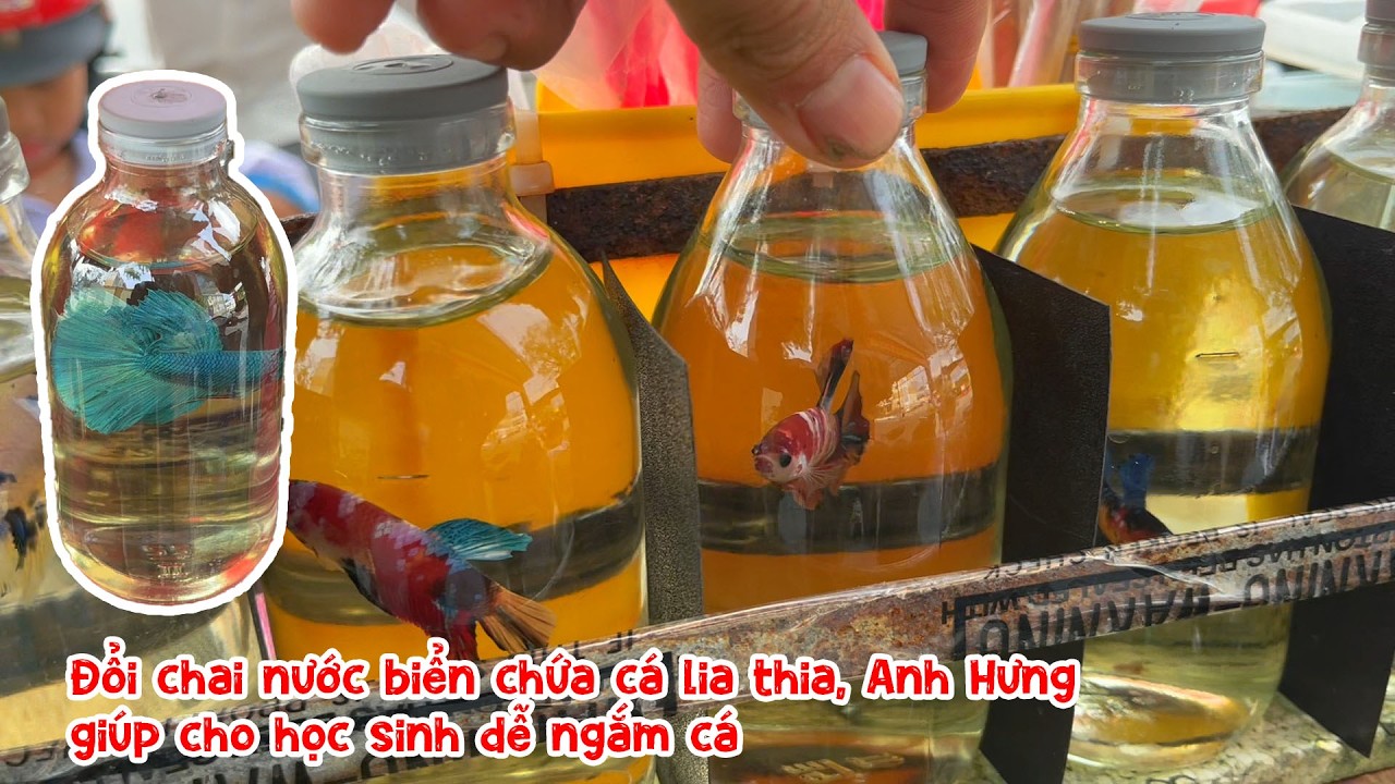 Đổi chai nước biển chứa cá lia thia, Anh Hưng giúp cho học sinh dễ ngắm cá