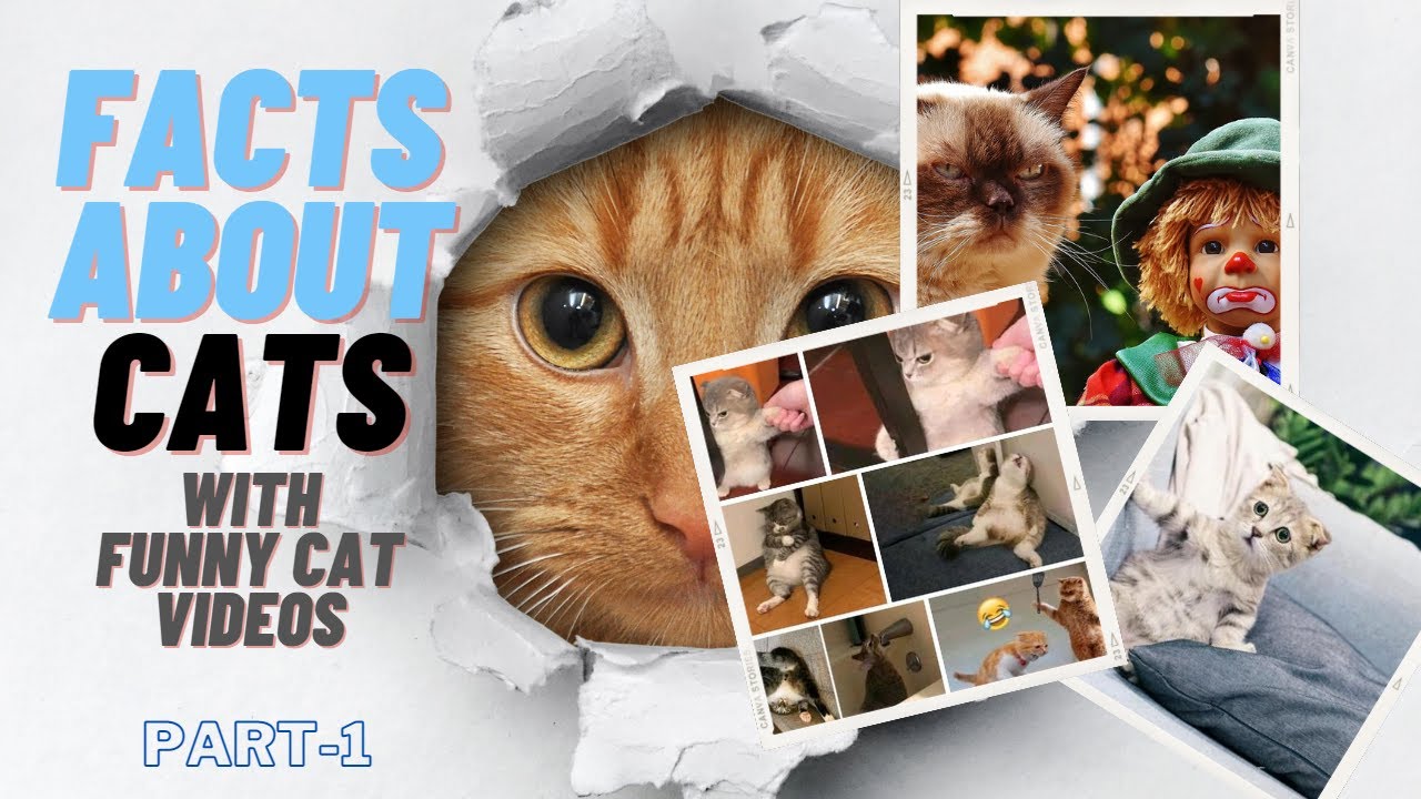//FACTS YOU DON'T KNOW ABOUT CATS/CUTE & FUNNY CATS VIDEOS/LATEST CATS VIDEOS 2023// PART-1