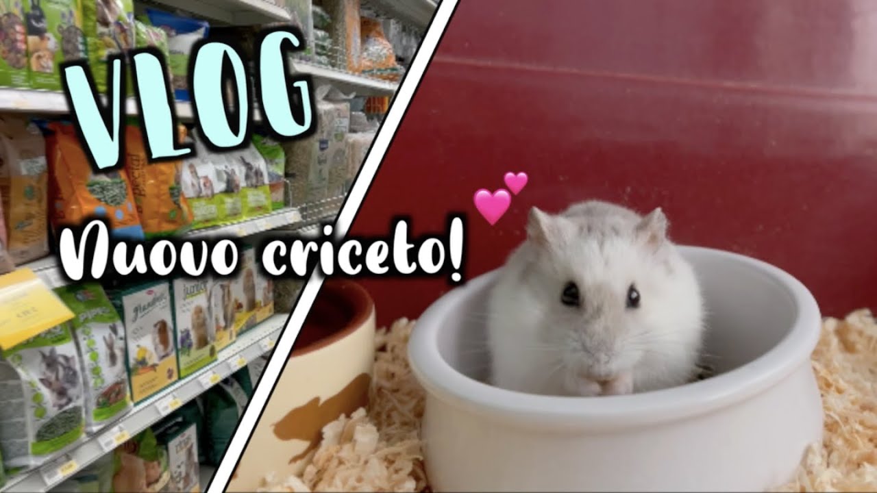 HO PRESO UN CRICETO! *vlog e preparazione gabbia*