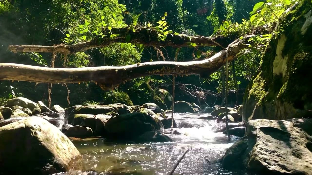 Suara aliran hutan,nyanyian burung yang lembut,Suara Alam yang Menenangkan 