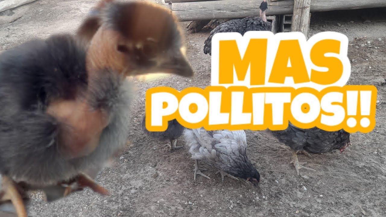Mas#pollitos en el#gallinero //#gallinas cluecas//#crianza #chicken #granja #pollo #viral #aves 