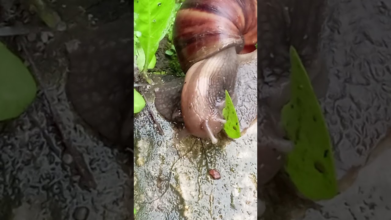 Part- 1 mata 4 lagi napsu makan