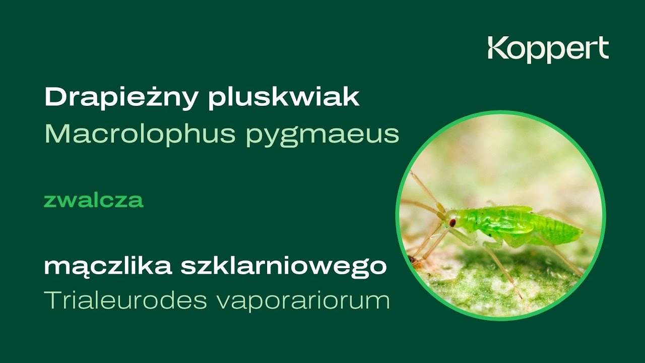 Zwalczanie mączlika szklarniowego | Mirical | Macrolophus pygmaeus | Koppert Polska