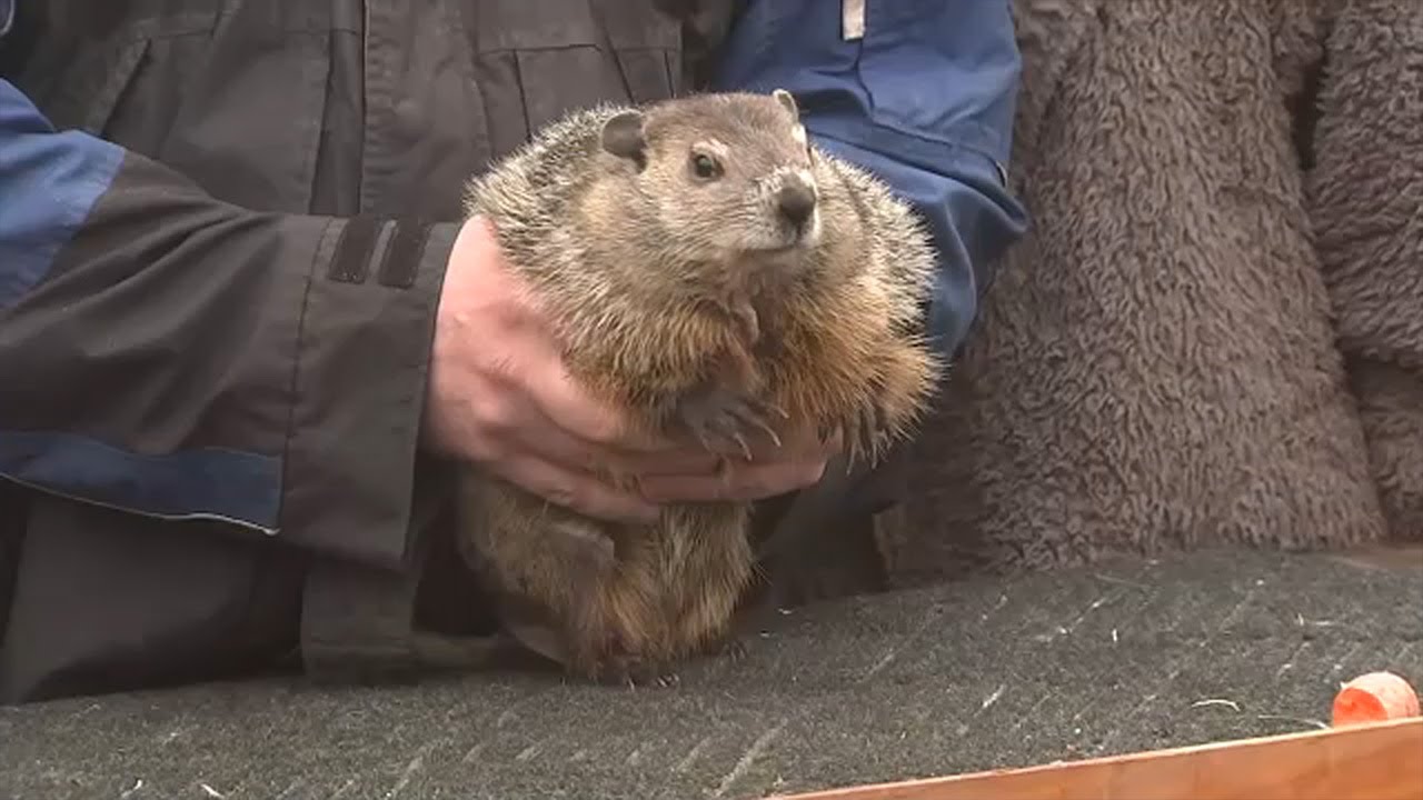 Woodstock Willie predicts early spring on Groundhog Day 2025