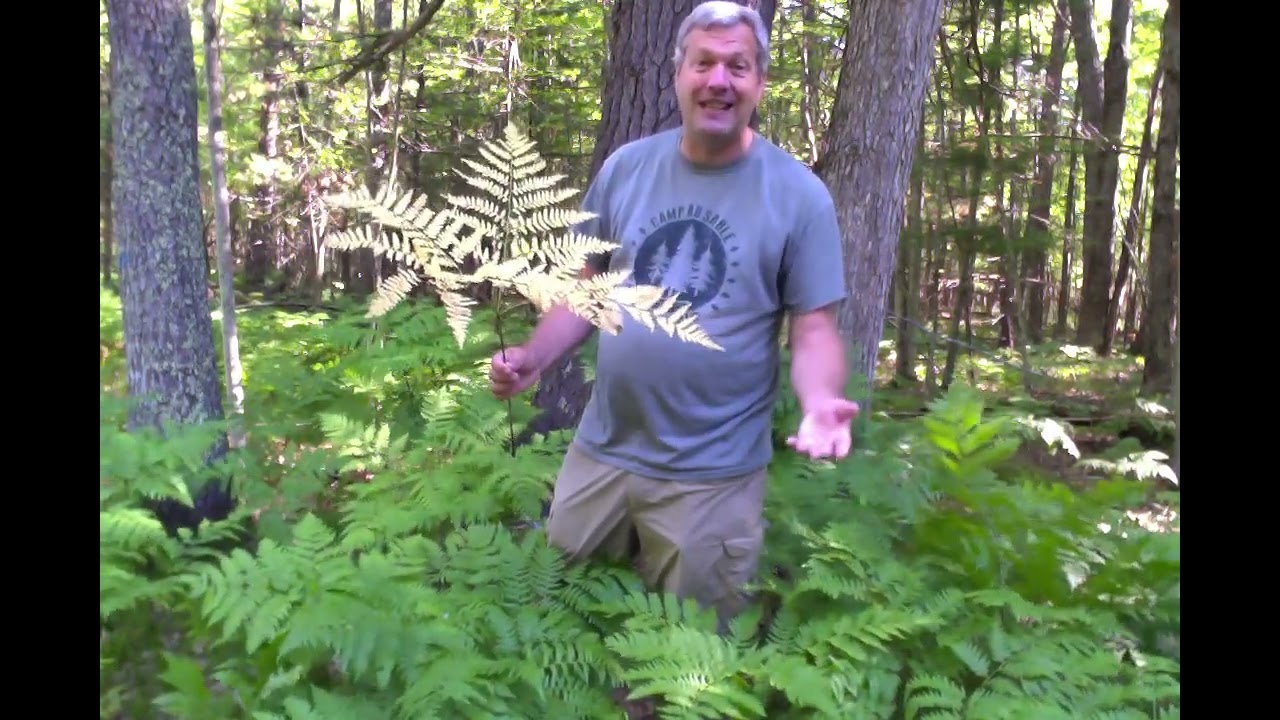 Nature Nugget: Bracken Ferns