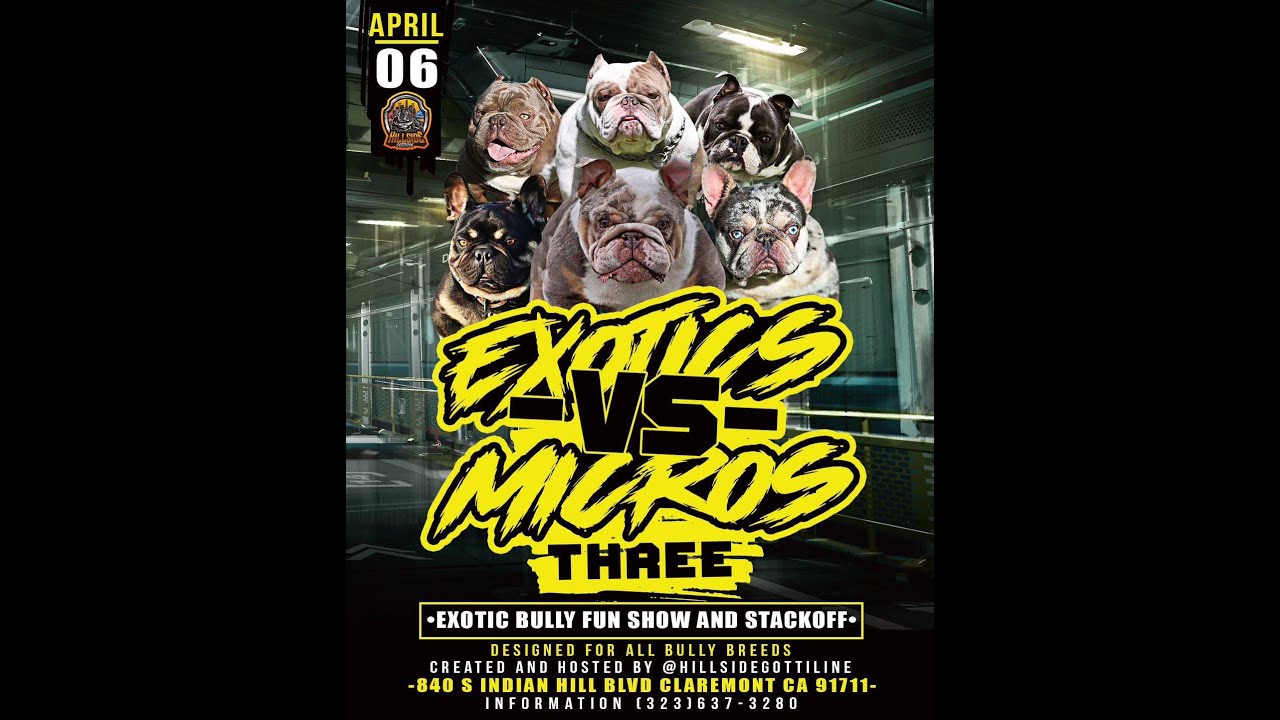 Hillside Gottiline Presents Exotics Vs Micros 2024 (Bully Show Event Coverage)