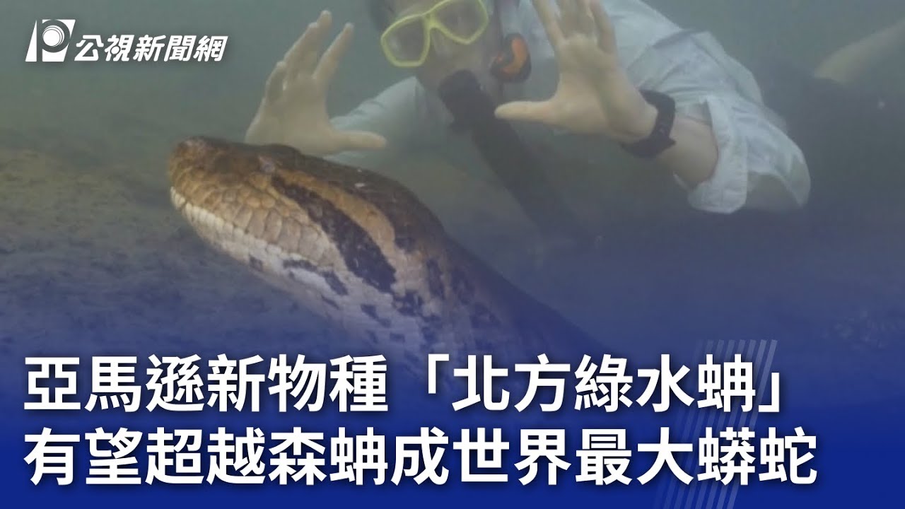 亞馬遜雨林新物種「北方綠水蚺」 有望超越森蚺成世界最大蟒蛇｜20240301 公視新聞全球話