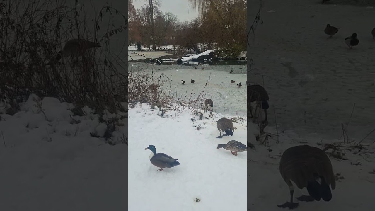 杜塞尔多夫大雪天散步雪景