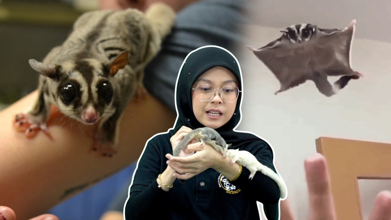 Susah Ke Jaga Sugar Glider?