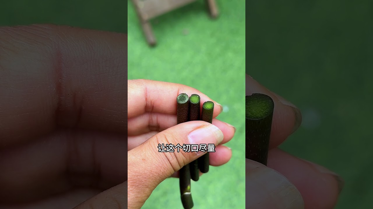 蝴蝶兰花杆繁殖