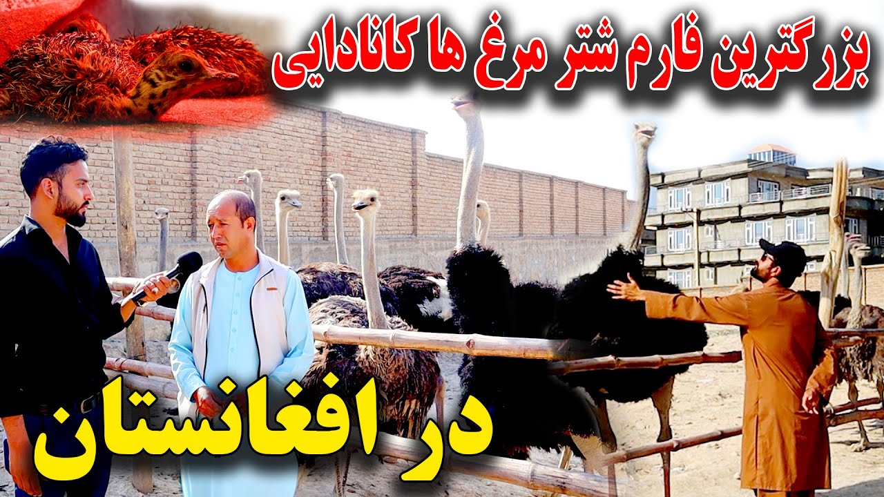 مشهور ترین شتر مرغ های کانادایی وارد افغانستان شد