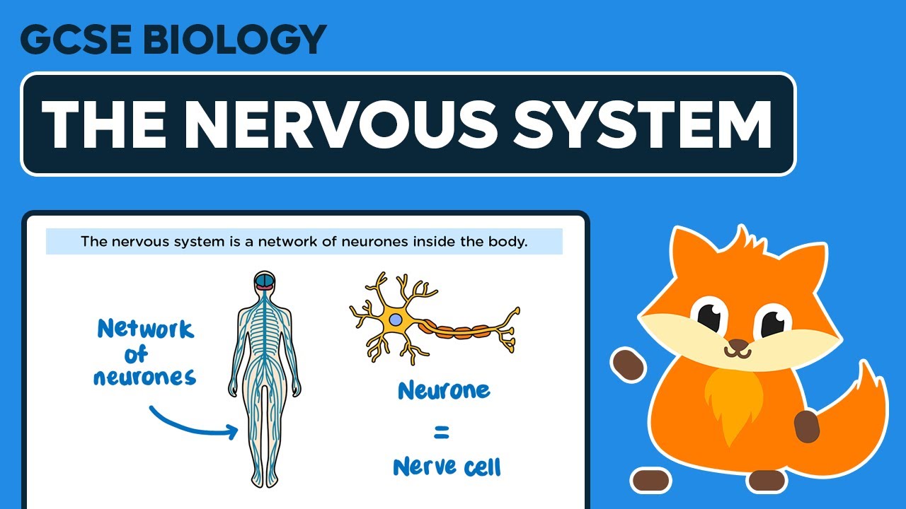 The Nervous System - GCSE Biology