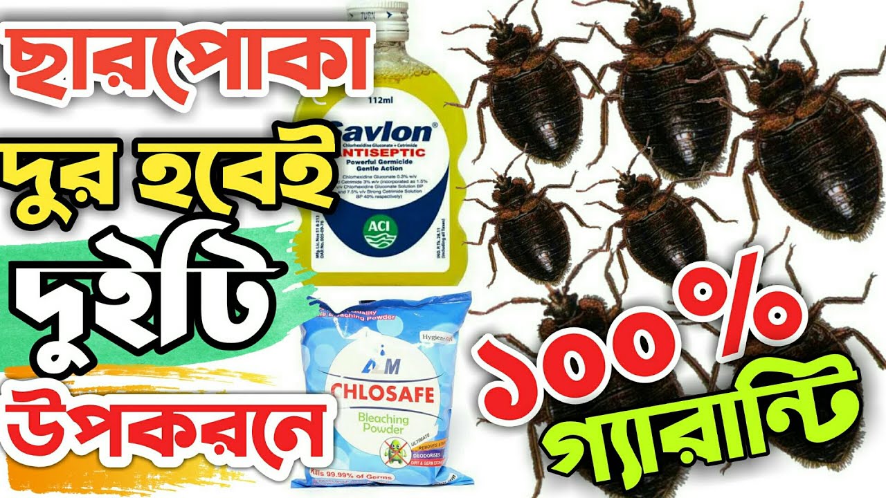ছারপোকা তাড়ানোর সহজ ঘরোয়া উপায়। ছারপোকা মারার উপায়। ছারপোকা দূর করার সহজ উপায়। ছারপোকা নিধনের উপায়।