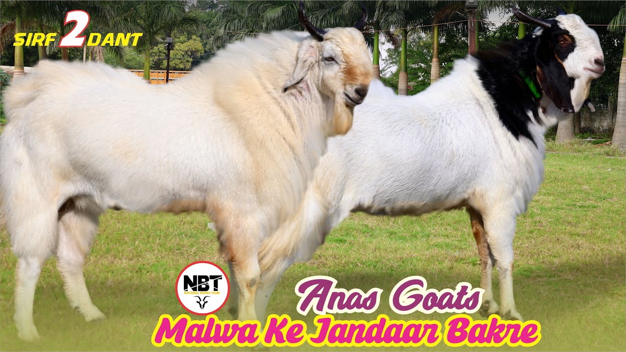 Sirf 2 Dant Par Malwa Ke Bade Bakre At Anas Goat’s 