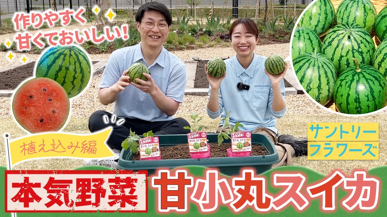 【家庭菜園】プランターでも育てやすい！甘小丸スイカの育て方