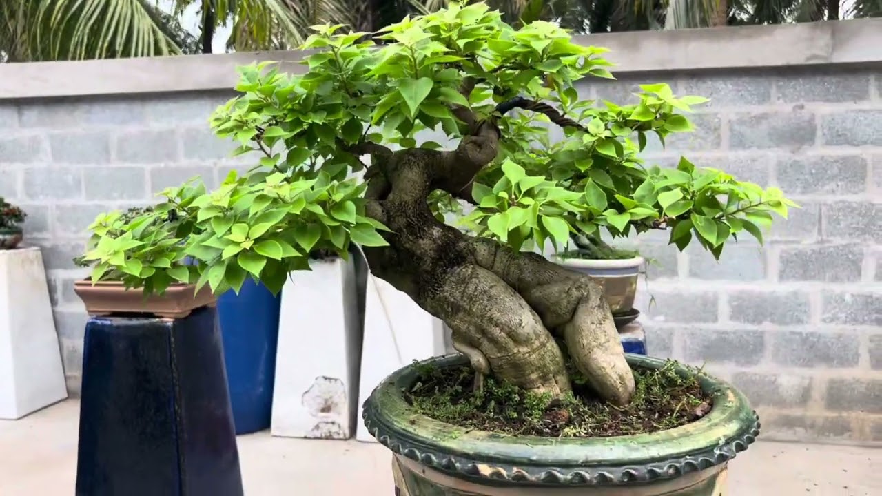 Chia sẻ Dáng thế cây