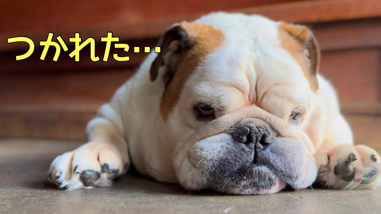 秋祭りの日　うちの犬がどうなるか…全てお見せします。