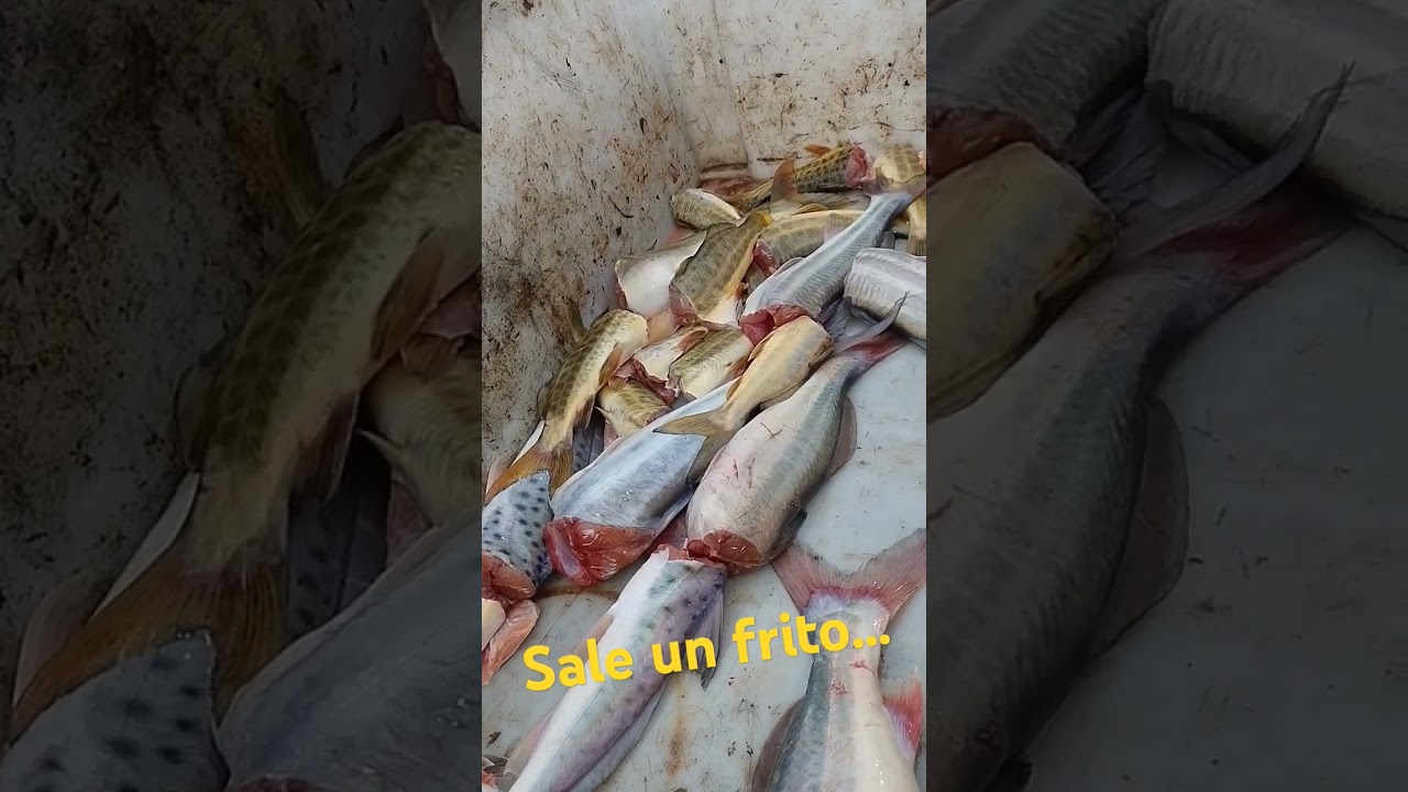 sale una buena fritanga?? #anzuelos #fishing #arroyo #pesca #pescaderia #buenapesca