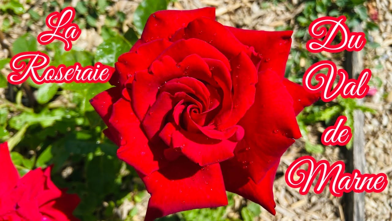 La Roseraie du Val de Marne, 11 000 rosiers et 3 000 espèces et variétés de roses
