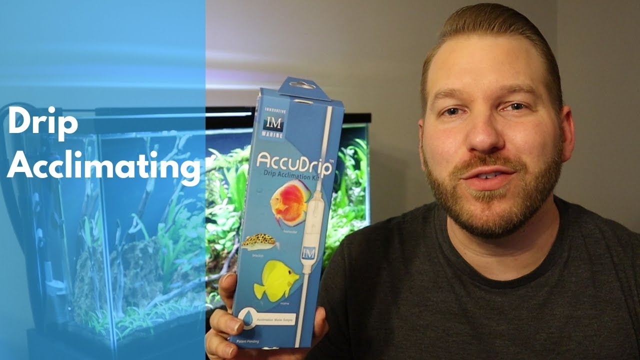 Drip Acclimating Your New Fish