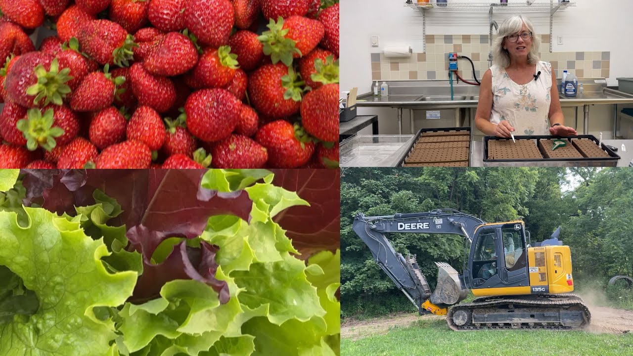 July strawberries! Farm market tidbits and excavator cleaning out log jams in the river.