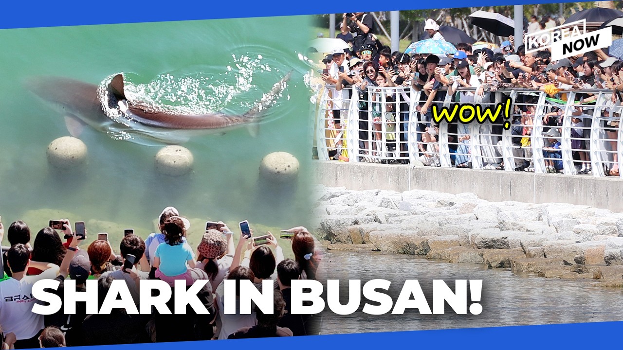 A wild shark shows up in Busan, and people are loving it!