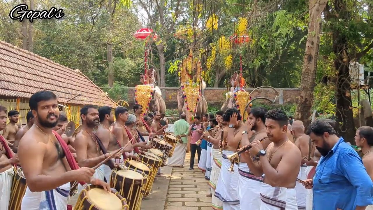 Thiruvambadi chandrasekaran 2024 | Ashokeswaram sivarathri Pancharimelam || Kizhakoot aniyan marar