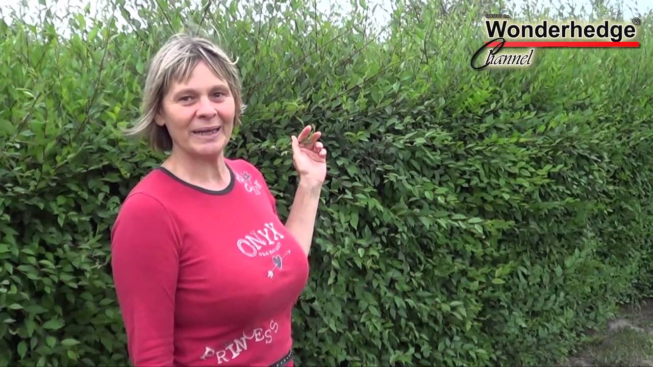 Pani Molnárová nám ukázala jej zázračný živý plot