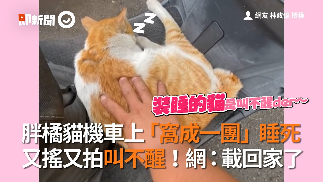 胖橘貓機車上「窩成一團」睡死 又搖又拍叫不醒！網：載回家了│寵物│貓咪｜猫｜ねこ│Pet│Cat│Kitten