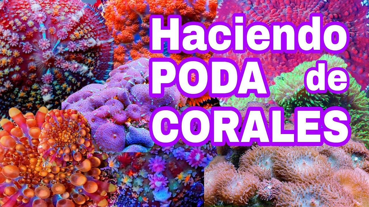 HACIENDO PODA DE CORALES BLANDOS