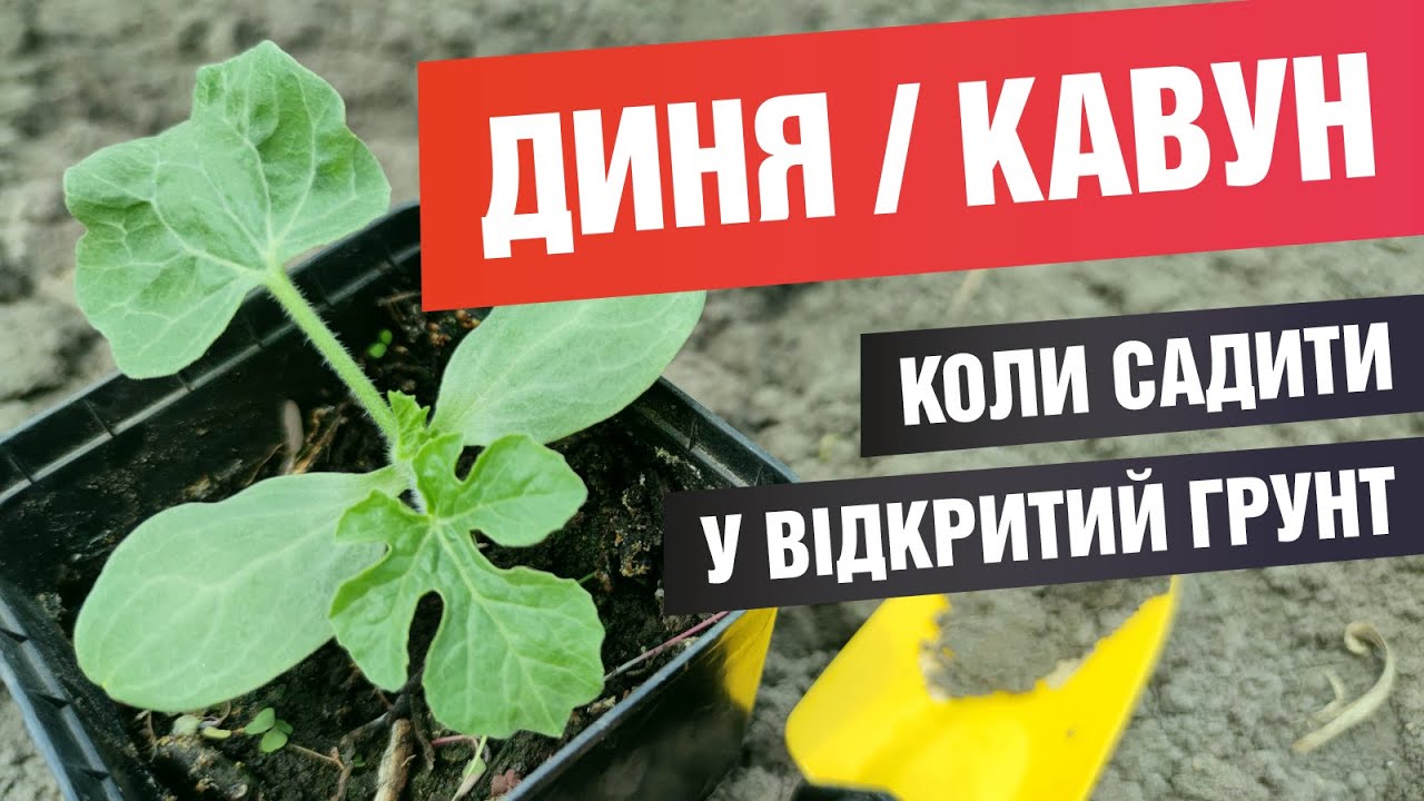Коли садити дині кавуни (баштан) у відкритий ґрунт (город), Київ