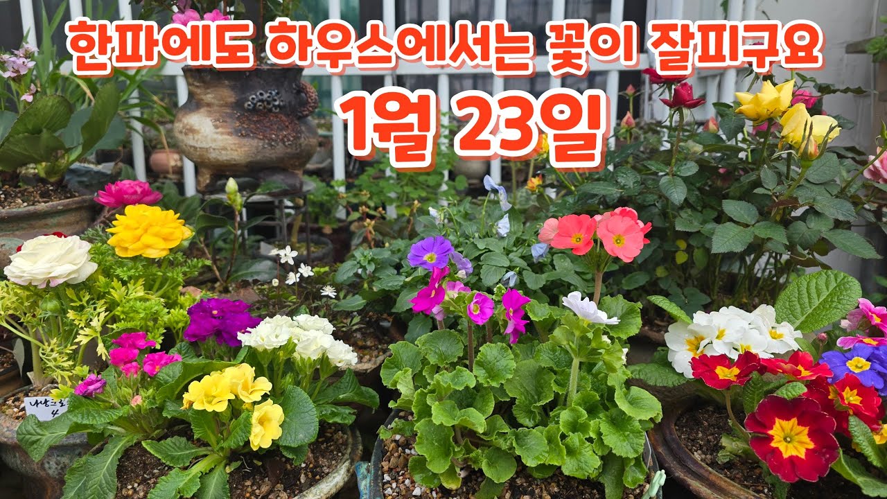 #꽃구경 추위에도 하우스에서 잘피고 있는꽃 #키우기