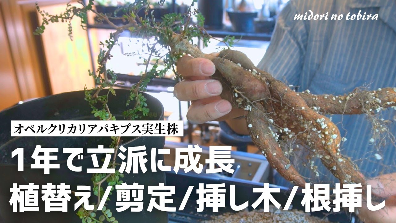 パキプス実生株1年間の成長記録と2シーズン目の植替え/剪定/挿し木/根差し