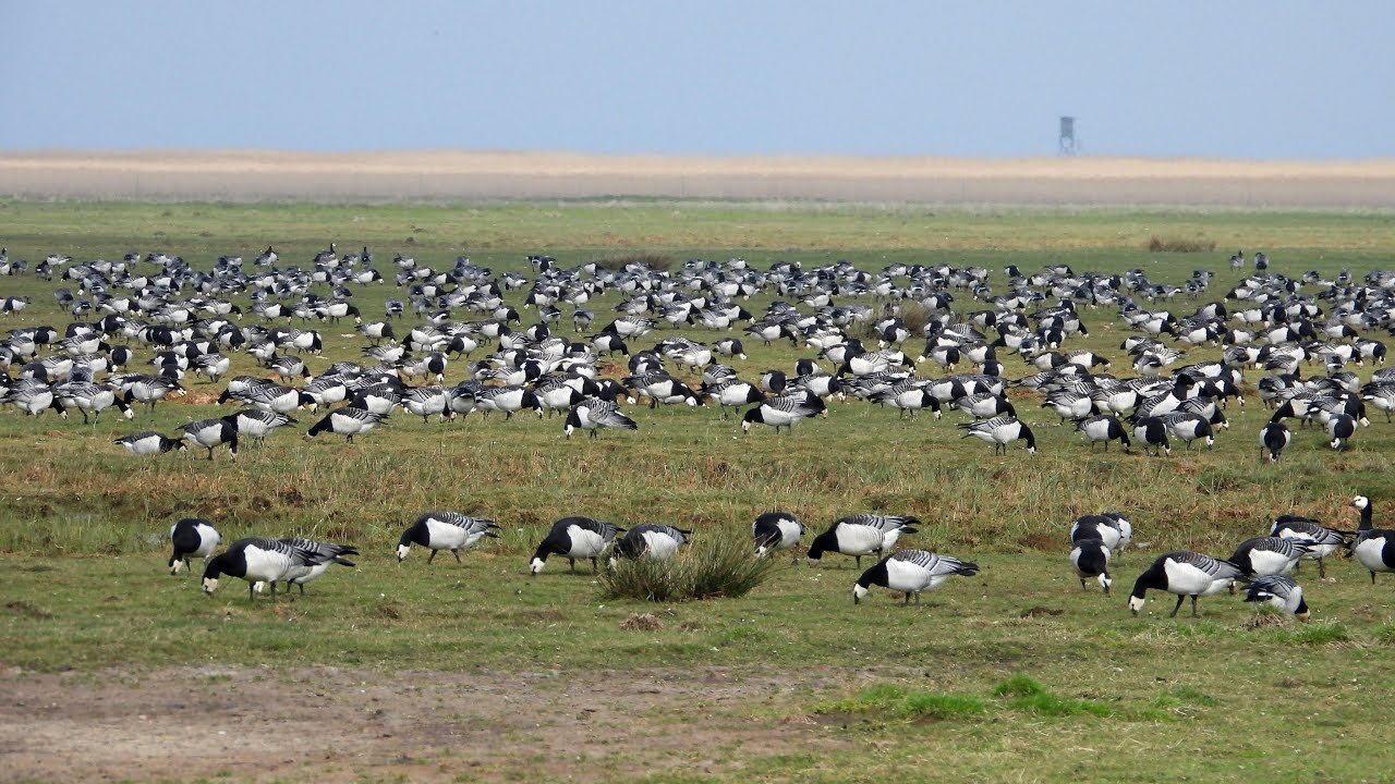 Vögel auf Tipperne