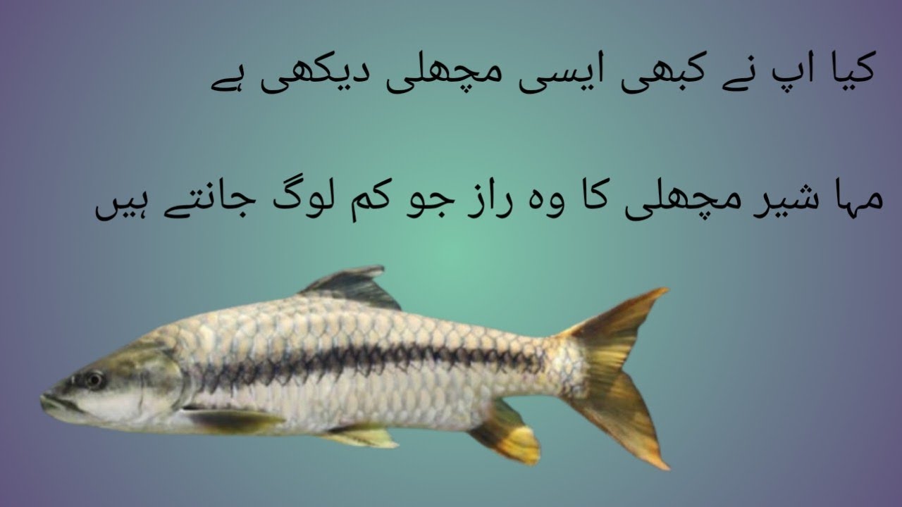 The Mahseer, Pakistan&rsquo;s national fish, is truly beautiful. 