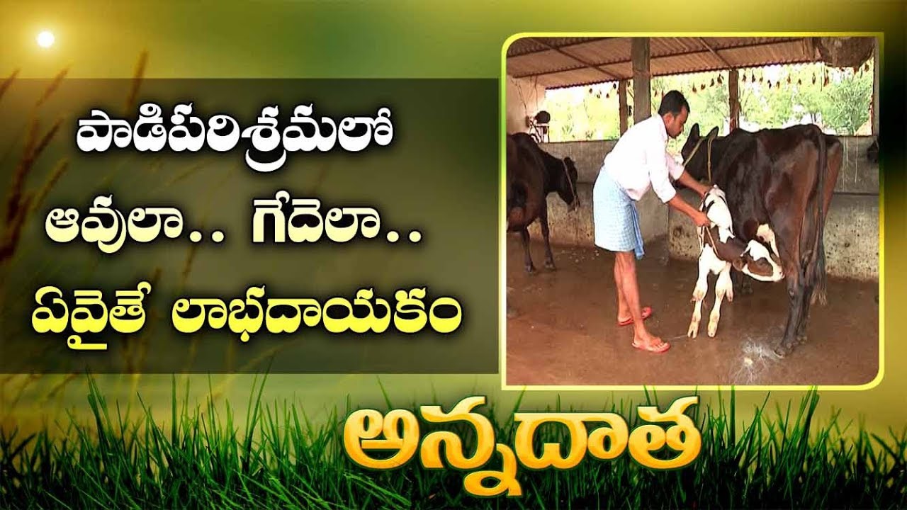 Cows or Buffaloes | Which are Better for Farmer
