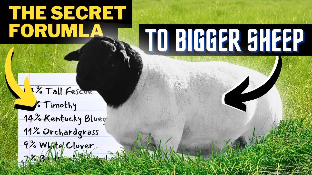 Finally! A Grass Mix That Makes Bigger Sheep (and Cows Too)