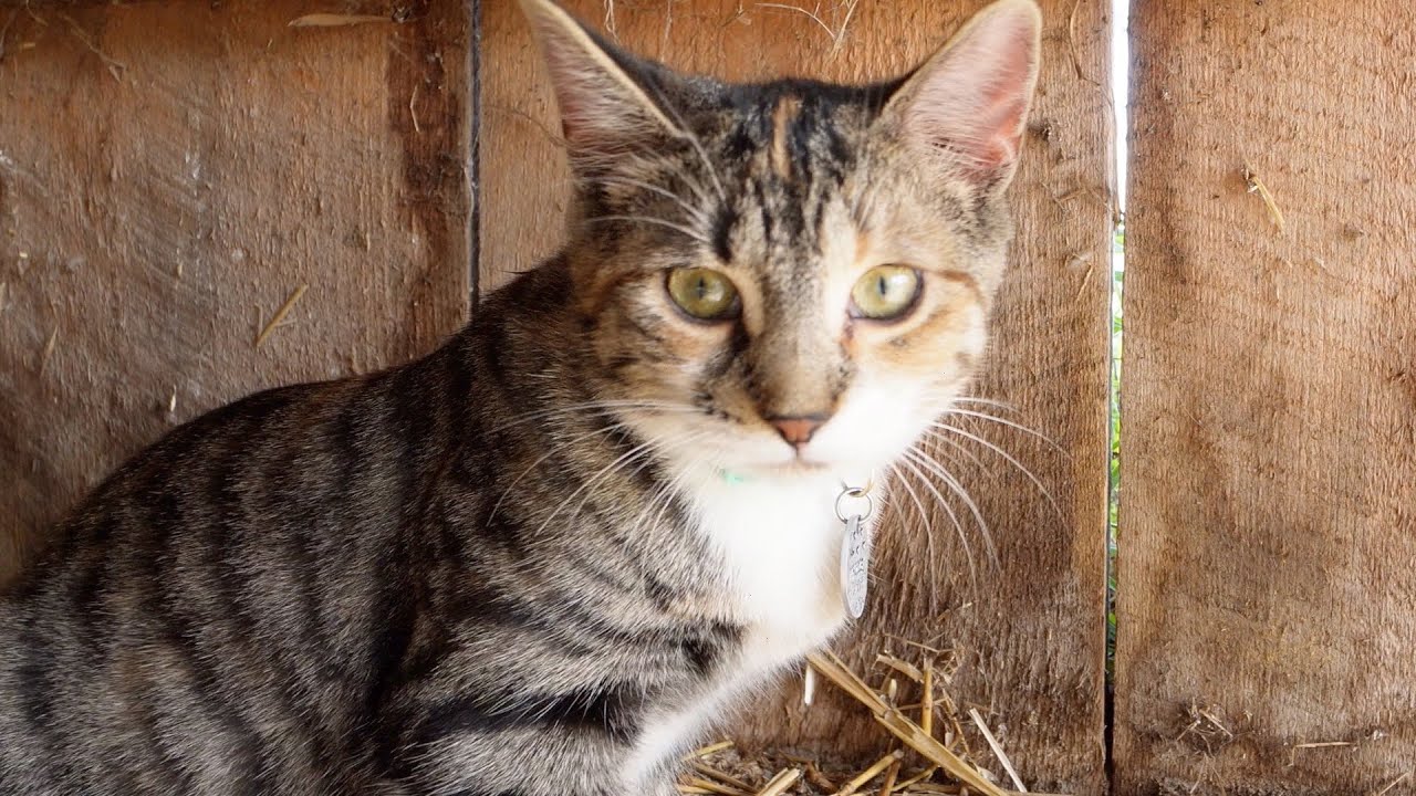 A Fun Day with the Barn Kittens