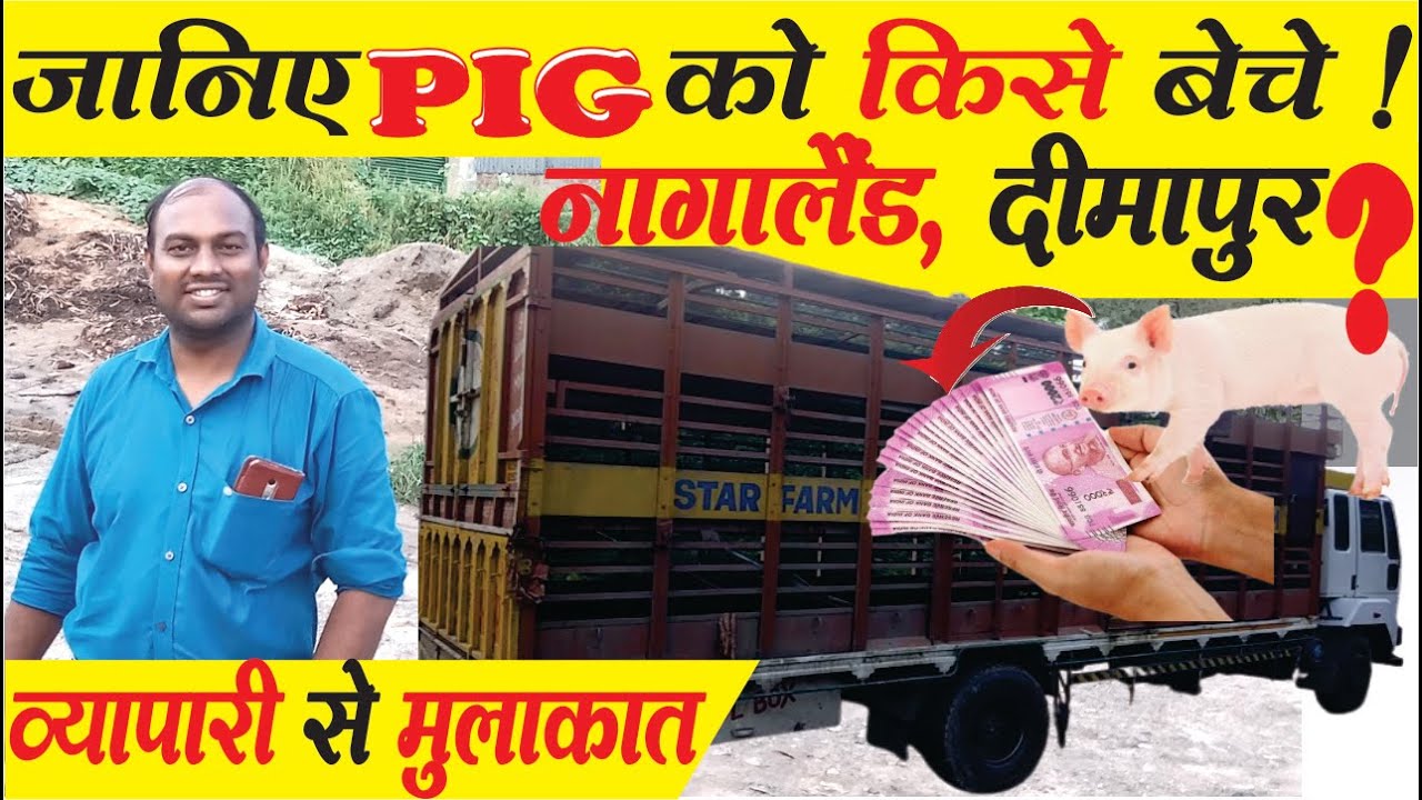 जानिए Suar ( Pigs ) को किसे बेचे ; Nagaland, Dimapur ; Assam, Guwahati ; Pig Farm in india.