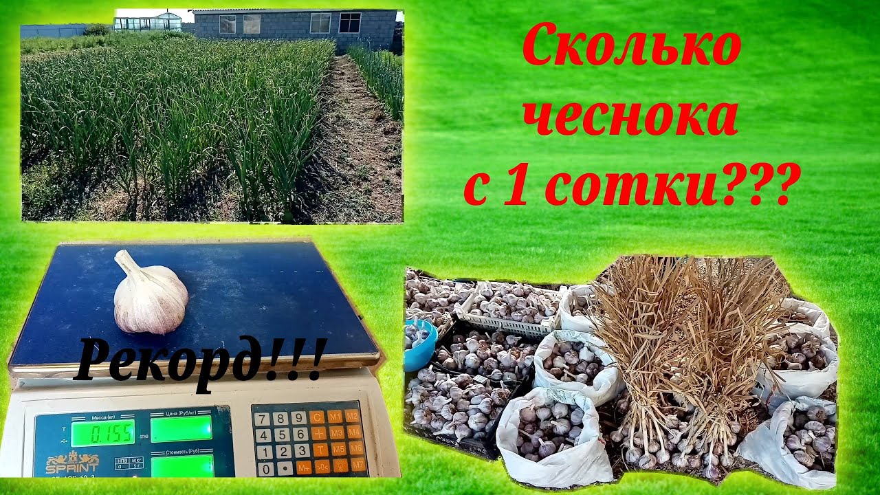 Сколько чеснока мы собрали с 1 сотки? Рекордные размеры головки чеснока!