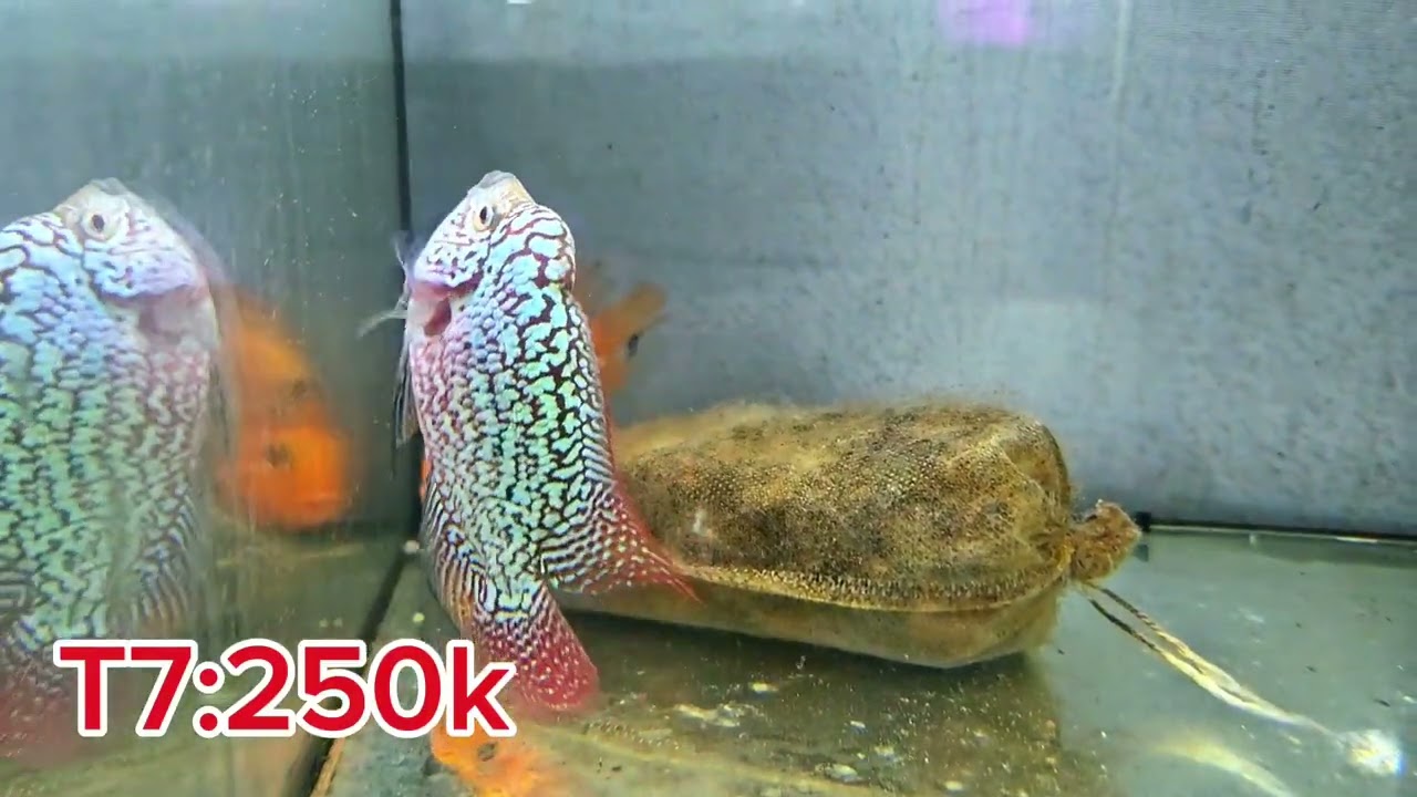 25/12 lên lô cá la hán kamfa F2 giá học sinh cho a e tập chơi trải nghiệm và săn ca