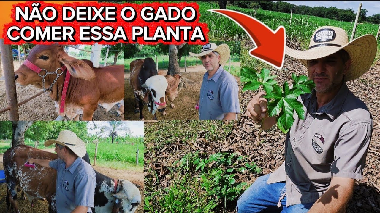 DESCOBRI QUAL FOI A ERVA QUE INTOXICOU O BOI JORDÃO.