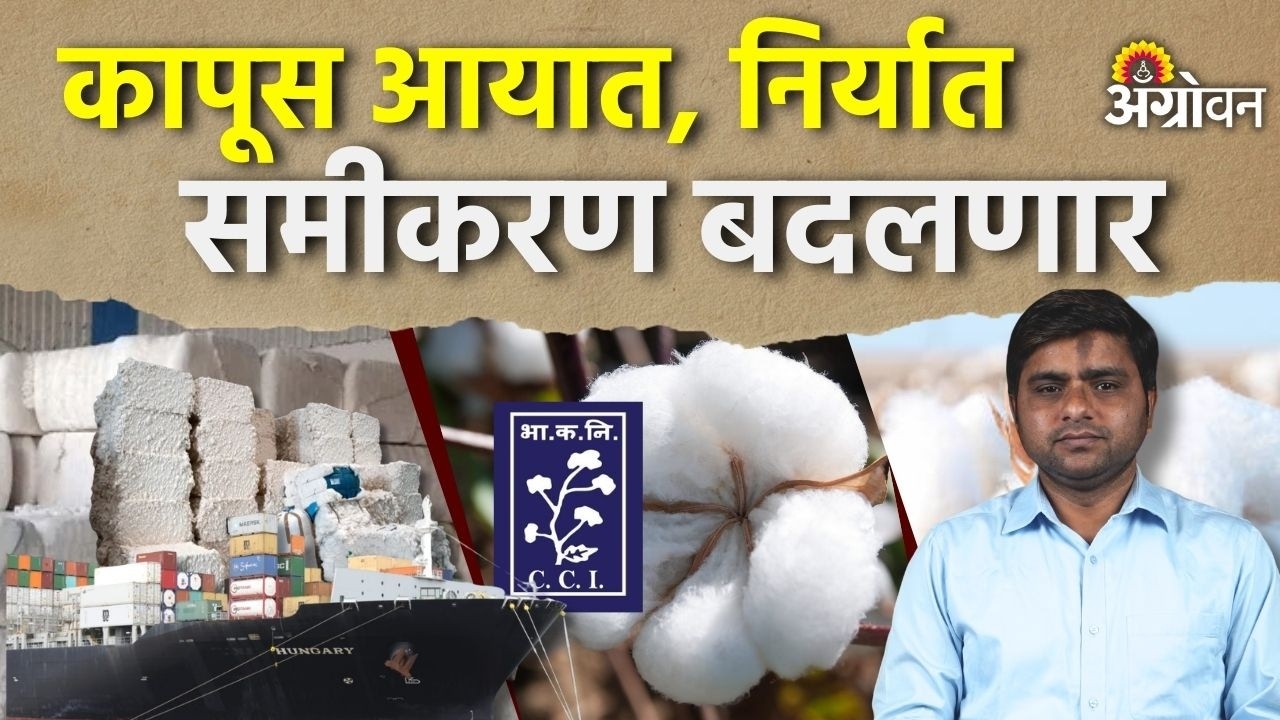 Cotton Rate: युध्दामुळे कापूस बाजारातील ३ घडामोडींचा परिणाम | Agrowon