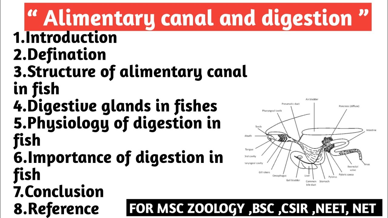 Alimentary canal & digestion | Structure of Alimentary canal in fish | Digestive gland | Importance