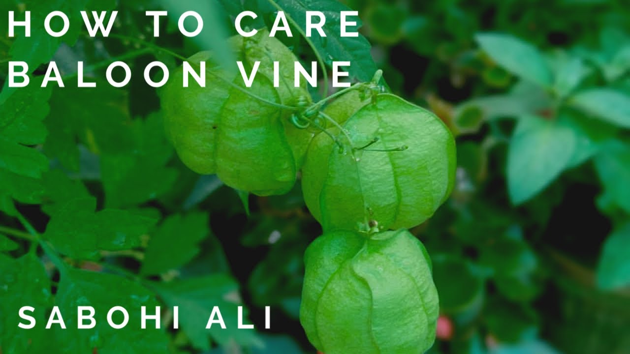 How to Care Baloon Vine| Love in a Puff| Cardiospermum Halicacabum | Love Seeds