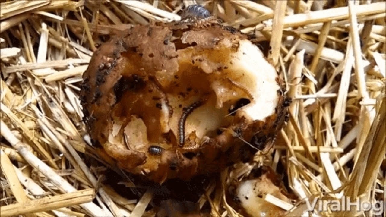 rotten apple part (9,10,11,12) ( under his cheat)