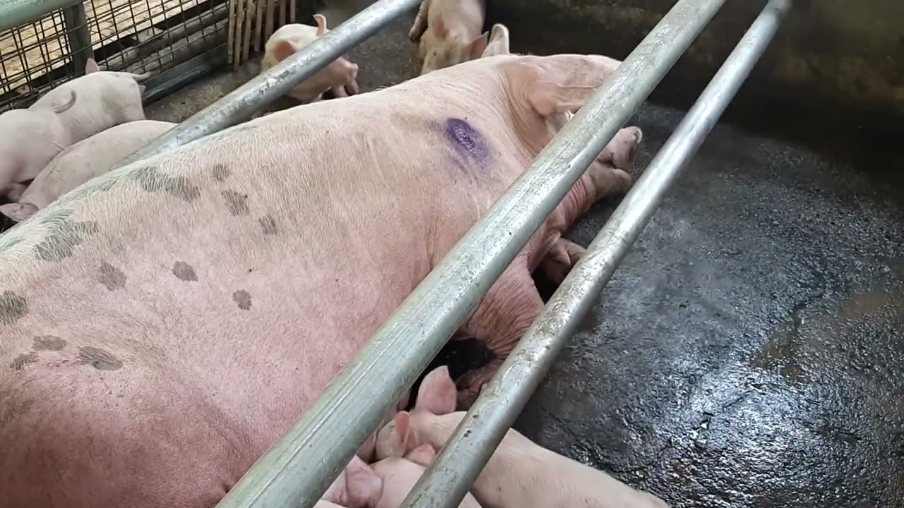 25 days mula pinanganak pwede na iwalay sa inahin