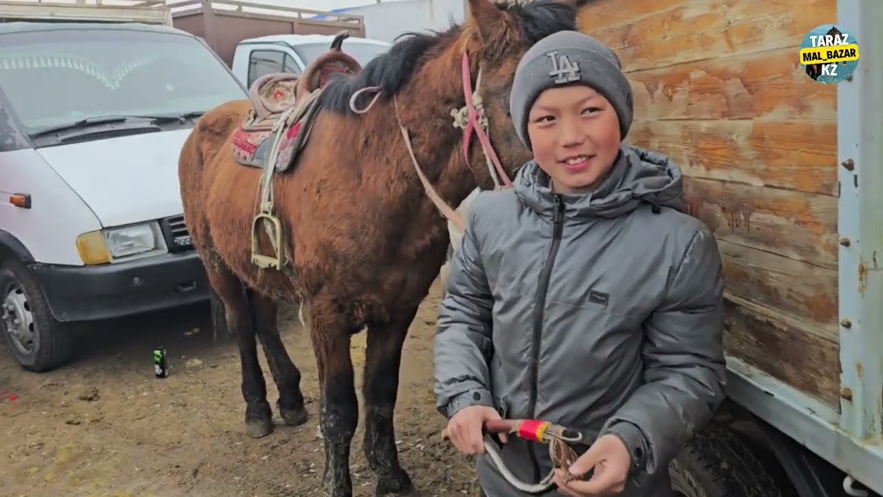 ЖЫЛҚЫ БАЗАР / ТАРАЗ МАЛ БАЗАР 09.02.2025