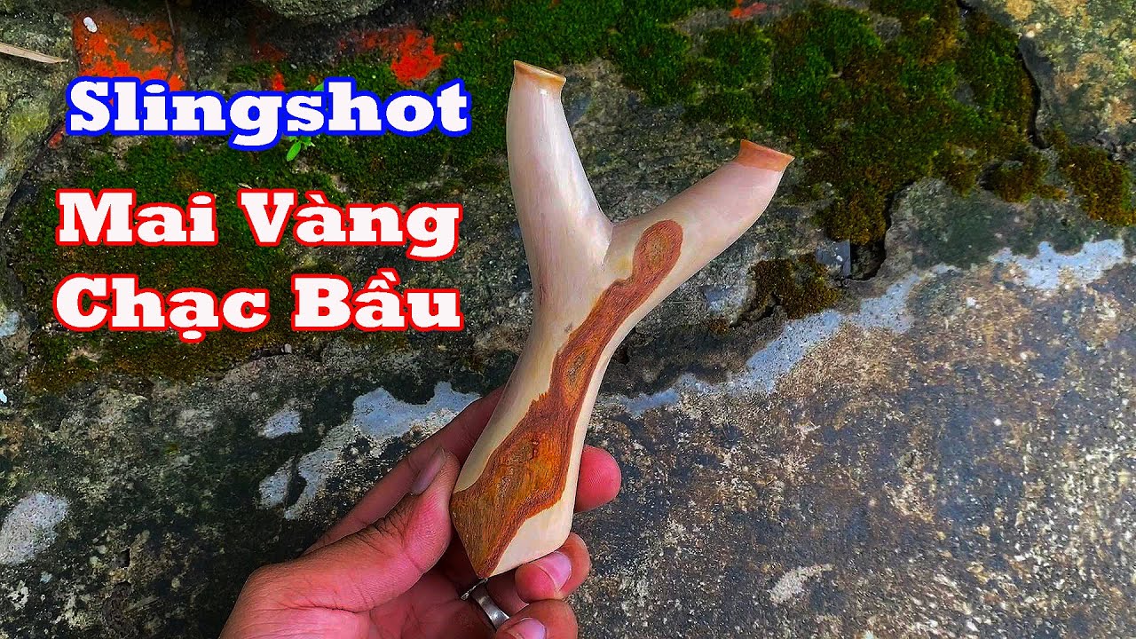 Cây Ná Chạc 3 Đã Được Gọt Và Đẻo Thành Quả Là Một Cây Ná Cao Su Chạc Bầu Dáng Chữ Y Chuẩn Và Đẹp
